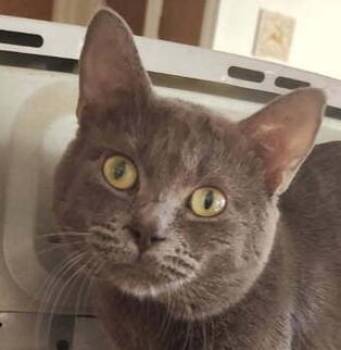 Pyramid -  Domestic Short Hair Cat for Adoption in Dayton, Minnesota - Pyramid | PetCurious