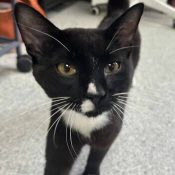 Rescue Domestic Short Hair Cats for Adoption in Hannibal, Missouri - Wonton | PetCurious