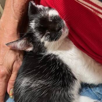 Rescue Domestic Short Hair Cats for Adoption - Wolfie | PetCurious