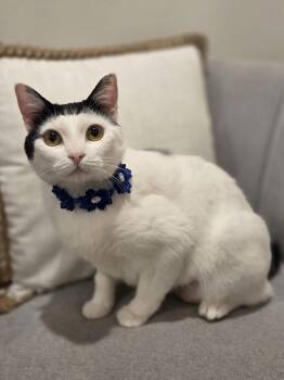 Domestic Short Hair Cats Available for Adoption in Attalla, Alabama - Barbara | PetCurious