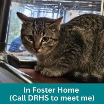Cloud -  Domestic Short Hair Cat for Adoption in Dubuque, Iowa - Cloud | PetCurious