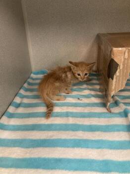 MICHELANGELO -  Domestic Short Hair Cat for Adoption in Dallas, Texas - MICHELANGELO | PetCurious