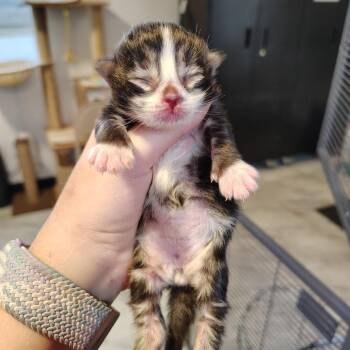 Domestic Short Hair Cats Available for Adoption in Osawatomie, Kansas - Platinum | PetCurious