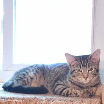 Rescue Domestic Short Hair Cats for Adoption in Kansas City, Missouri - Riley | PetCurious