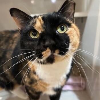 Domestic Short Hair Cats Available for Adoption - Mila | PetCurious