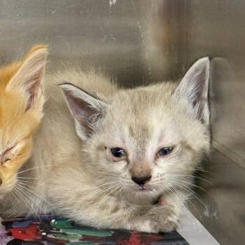 Domestic Short Hair Cats Available for Adoption in Pauls Valley, Oklahoma - Leslie | PetCurious