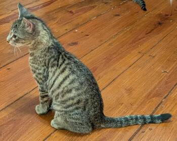 Figaro/Figero (FCID# 6/23/26-13 Brookhaven PS) DC -  Tabby Cat for Adoption in Greenville, Delaware - Figaro/Figero (FCID# 6/23/26-13 Brookhaven PS) DC | PetCurious