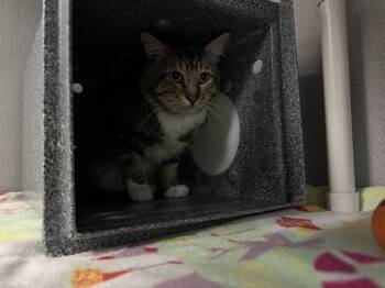Whiskers -  Domestic Short Hair Cat for Adoption in Raleigh, North Carolina - Whiskers | PetCurious