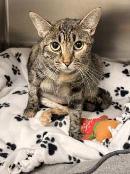 Cinnamon -  Domestic Short Hair Cat for Adoption in Memphis, Tennessee - Cinnamon | PetCurious
