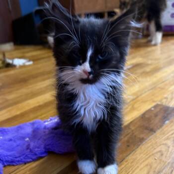 Bandit -  Domestic Medium Hair Cat for Adoption in Wichita, Kansas - Bandit | PetCurious