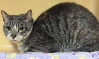 Domestic Short Hair Cats Available for Adoption in Windsor, Connecticut - 42-Amber Windsor | PetCurious