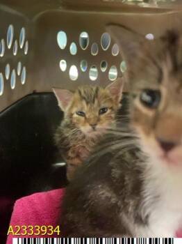 JIMMY -  Domestic Short Hair Cat for Adoption in West Palm Beach, Florida - JIMMY | PetCurious