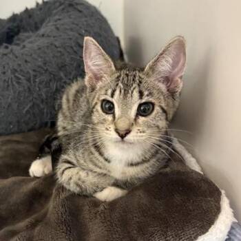 Orca -  Domestic Short Hair Cat for Adoption in Phoenix, Arizona - Orca | PetCurious