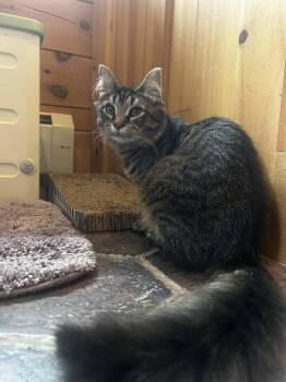 Lavender -  Maine Coon and Domestic Long Hair Cat for Adoption in Absecon, New Jersey - Lavender | PetCurious