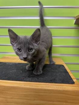 POGO -  Domestic Short Hair Cat for Adoption in St. Peters, Missouri - POGO | PetCurious