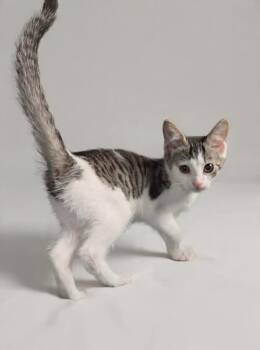 Kol -  Tabby and Domestic Short Hair Cat for Adoption in Greensburg, Pennsylvania - Kol | PetCurious