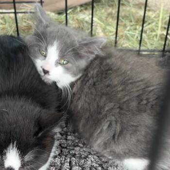 Bacon -  Domestic Short Hair Cat for Adoption in Monroe, Michigan - Bacon | PetCurious