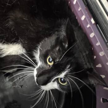 Fred -  Domestic Short Hair Cat for Adoption in Des Moines, Iowa - Fred | PetCurious