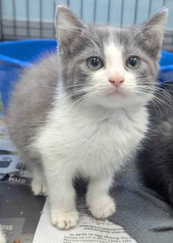 Rescue Domestic Short Hair Cats for Adoption in Evansville, Indiana - Hexa | PetCurious