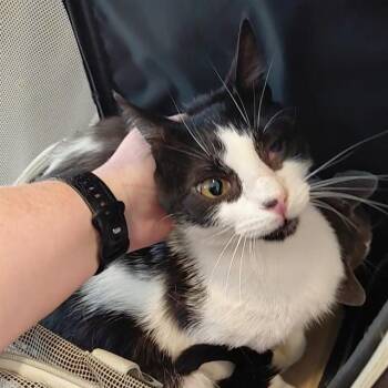 COFFEY -  Domestic Short Hair Cat for Adoption - COFFEY | PetCurious