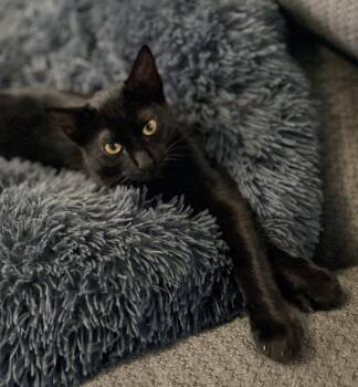 Siouxsie -  Domestic Short Hair Cat for Adoption in Glendale, Arizona - Siouxsie | PetCurious