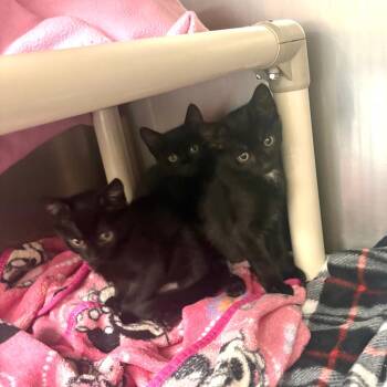Gayle -  Domestic Short Hair Cat for Adoption in Brockton, Massachusetts - Gayle | PetCurious