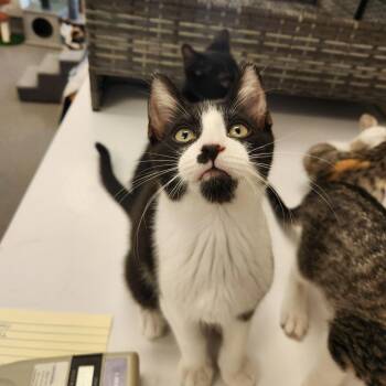 Wyatt -  Domestic Short Hair Cat for Adoption in Brockton, Massachusetts - Wyatt | PetCurious
