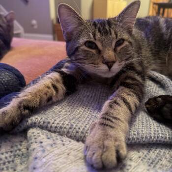 Domestic Short Hair Cats Available for Adoption in Seneca, South Carolina - Monstropolis | PetCurious