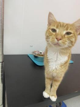 Chicken Noodle - KBC -  Domestic Short Hair Cat for Adoption in Dublin, Ohio - Chicken Noodle - KBC | PetCurious