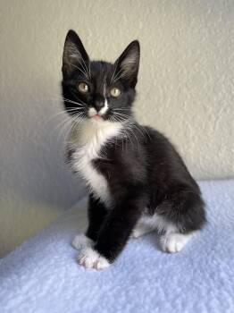 Rescue Domestic Short Hair Cats for Adoption in Fort Worth, Texas - Broccoli Casserole | PetCurious