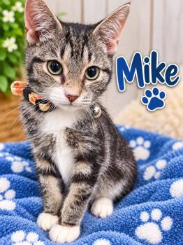Mike -  Domestic Short Hair Cat for Adoption in Dalton, Georgia - Mike | PetCurious