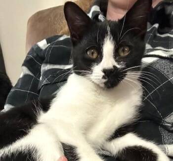 Tuxedo Cats Available for Adoption - Clark | PetCurious