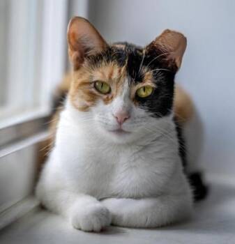 Nellie -  Calico and Domestic Short Hair Cat for Adoption in Vaughan, Ontario - Nellie | PetCurious