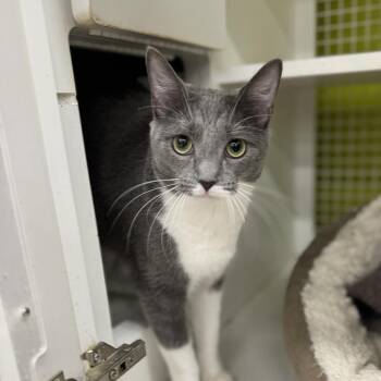 Rescue Domestic Short Hair Cats for Adoption in Pasadena, Maryland - Cassie | PetCurious