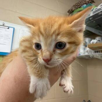 Domestic Short Hair Cats Available for Adoption in Troy, Virginia - Jill | PetCurious