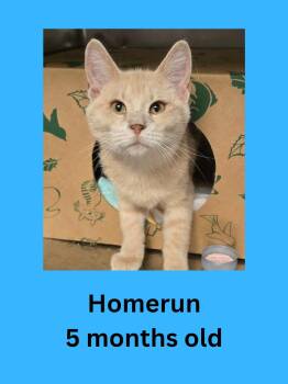 Homerun -  Domestic Short Hair Cat for Adoption in Ravenna, Ohio - Homerun | PetCurious