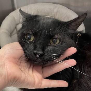 Domestic Medium Hair Cats Available for Adoption in Port Charlotte, Florida - Narcissa | PetCurious