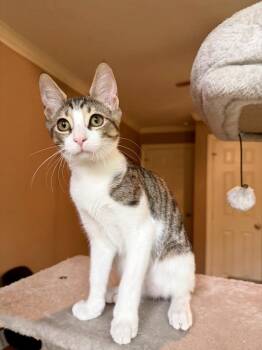 Pele Little Legend -  Tabby and Domestic Short Hair Cat for Adoption in Friendswood, Texas - Pele Little Legend | PetCurious