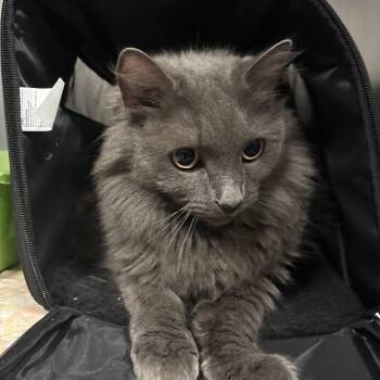 Monet -  Domestic Medium Hair Cat for Adoption in Morgan Hill, California - Monet | PetCurious