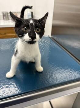 Domestic Short Hair Cats Available for Adoption in Topeka, Kansas - **Cat Cafe** Banjo | PetCurious