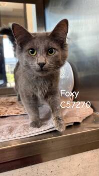 Foxy -  Domestic Short Hair Cat for Adoption in Clarksville, Tennessee - Foxy | PetCurious