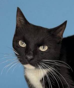 Domestic Short Hair Cats Available for Adoption in Pasadena, California - DOMINO | PetCurious