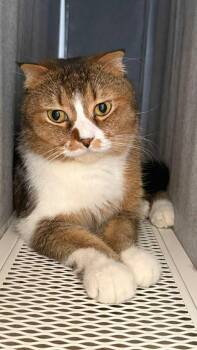 Scottish Fold Cats Available for Adoption in Mississauga, Ontario - Benji | PetCurious