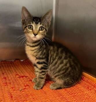 Rescue Domestic Short Hair Cats for Adoption in Sunrise Beach, Missouri - Nala | PetCurious