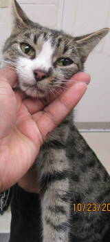 Rescue Domestic Short Hair Cats for Adoption in Marietta, Georgia - (634) | PetCurious