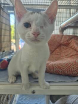 Miku -  Domestic Short Hair Cat for Adoption in Cincinnati, Ohio - Miku | PetCurious