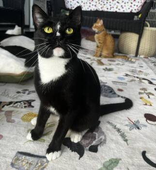 Tuxedo Cats Available for Adoption - Mojo | PetCurious