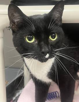 Colette -  Domestic Short Hair Cat for Adoption in Johnston, Rhode Island - Colette | PetCurious