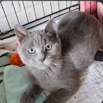 Barnaby -  Russian Blue Cat Available for Adoption - Barnaby | PetCurious
