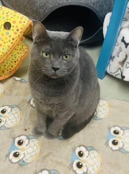 Stud Muffin -  Domestic Short Hair Cat for Adoption in Savannah, Georgia - Stud Muffin | PetCurious